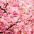 Nafeesa522's profile image