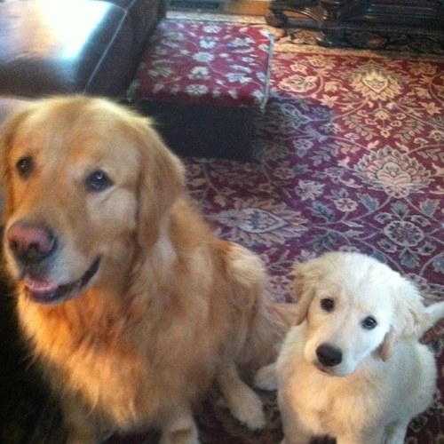 CJandBuzz's profile picture. 🇱🇷🇺🇦#🟦 🐾🐾🪴🌻🏀⚾️🏈 🚫DMs please