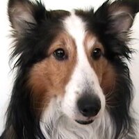 romeojoey (@sanguinaryopus) 's Twitter Profile