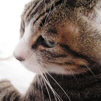 俳句自動作成 (@autohaiku) 's Twitter Profile
