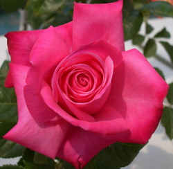 bjfeser's profile picture. Gram of 5 awesome readers, retired Early Reading Intervention teacher, tutor for beginning readers, reading research and flower gardening enthusiast.