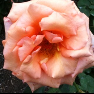 luvfades1's profile picture. Lover. Fighter. ❤️🎵🇮🇱🇺🇸🐴🏒