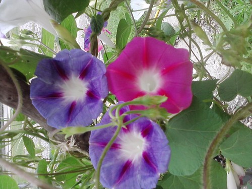 12mickodots's profile picture. I'm a wife, mother ,grandmother, & great grandmother