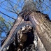 Little River NPS (@liri_nps_fire) Twitter profile photo