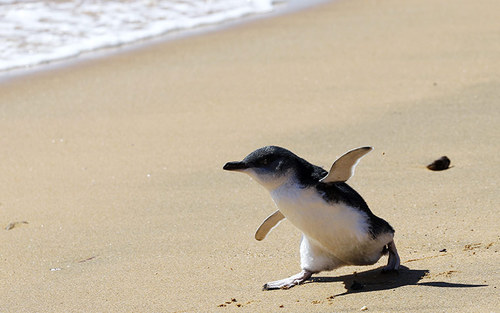 Not really a penguin.
