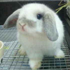たれ耳うさぎ むう くう Mou623 Twitter たれ耳うさぎ むう くう Mou623 Twitter