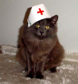 Gatito enfermero mutado por los horarios y los turnos. Sobrino de la famosa y amarillenta, enfermera Doris Freedman. Objetivo 1000. Interesado en e-salud. Cont