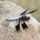 Rae Ann Pendleton - @RaeAnnP - Twitter