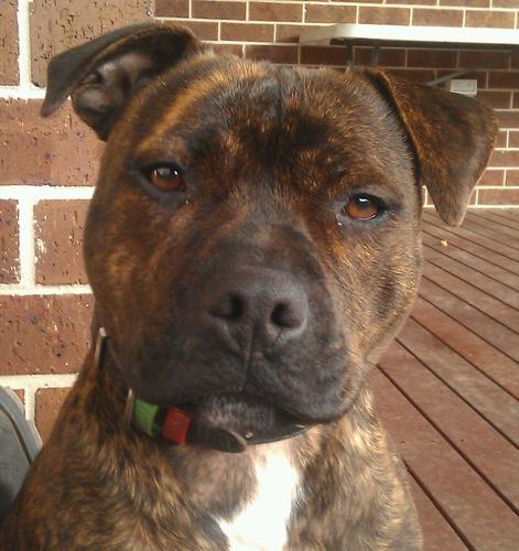 domfan611's profile picture. 