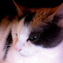 Alison Farrell - @naturegirl72 - Twitter