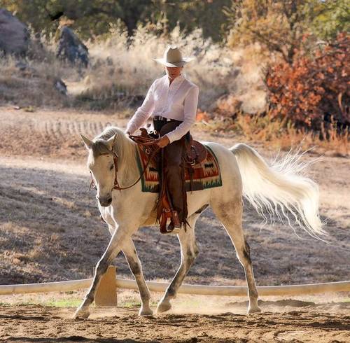 TTCenter's profile picture. Trainer specializing in Cowboy Dressage