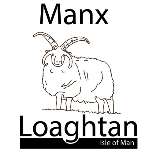 Premium meat and wool from the Isle of Man's primitive rare breed sheep the Manx Loaghtan.