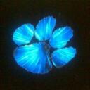 Tammy Switzer - @dolphinluv314 - Twitter