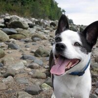 GrahamPetDentist (@grahamdvm) 's Twitter Profile