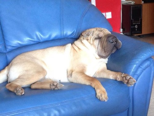 chrysanthi81's profile picture. 