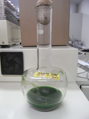 mamieuglena's profile picture. scientist on nsf-jst algae project, English account