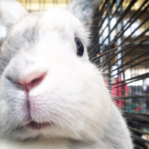 ExclamBunny's profile picture. Hi!