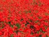 PoppyProject's profile picture. This is a charity project that I hope will raise some money for the Royal British Legion