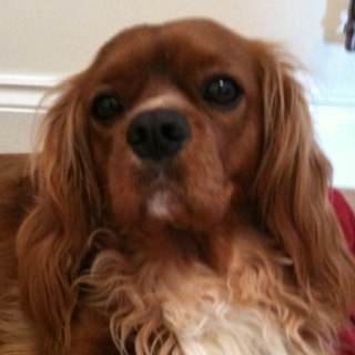 marvelledogs's profile picture. 