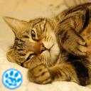 NO CAT,NO LIFE. /猫科は正義/^._.^ﾆｬｰﾆｬｰ〔国境なき猫もふ団〕
