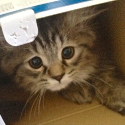 Salman Khan profile photo