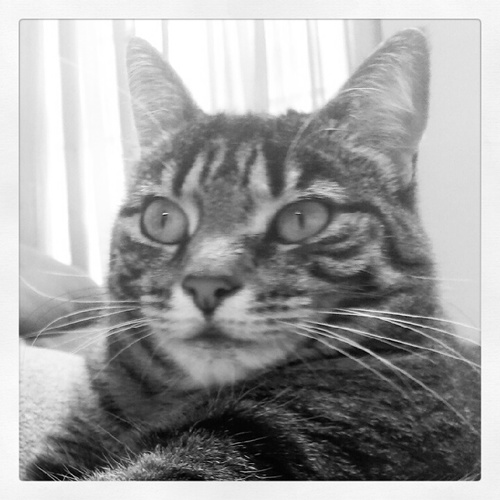 brennanbeaner's profile picture. A cool guy