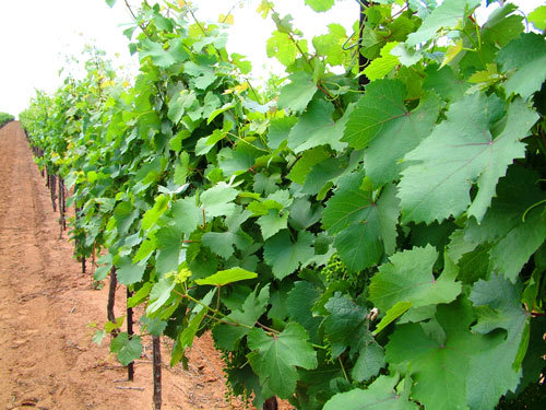 Growing wine on the High Plains of Texas