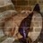 TimoT's profile image
