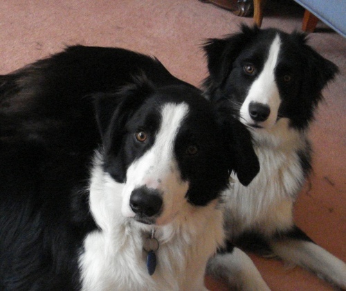 NitrousOxideDOG's profile picture. Nitrous: Border Collie/ Beardie big, boisterous, bossy/ Oxide: Pedigree Border Collie- hyper, super fast, intelligent. We love chasing birds & lots of attention