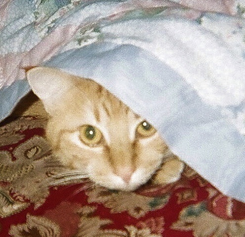 Peek-a-boo!  I help with making up the bed -- except when I'm outside testing the water in the birdbath.
