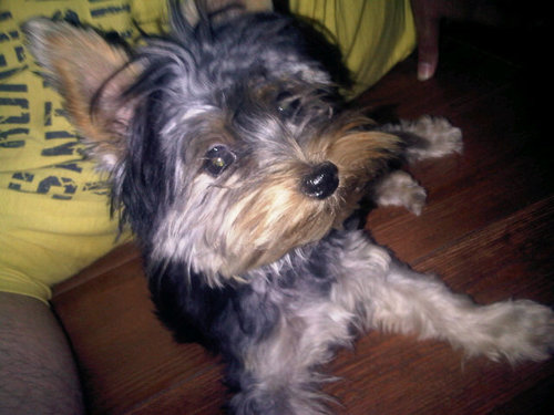 louacal89's profile picture. Sevillana. No es la discapacidad lo que hace dificil la vida, sino los pensamientos y acciones de los demás...