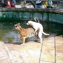 JUST THE TIP  - @JohnnyTudor1977 - Twitter