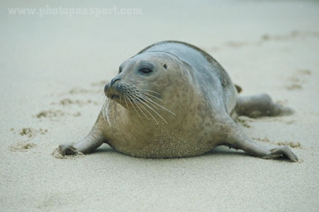 Save the Seals at the La Jolla Casa Beach