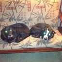 Kyle Crossman - @norcal_kyle - Twitter