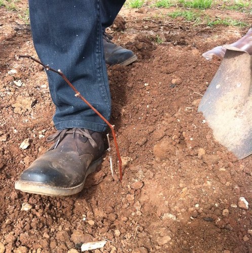 The first Assyrtiko planted in Australia on our Lodge Hill Vineyard in the Clare Valley