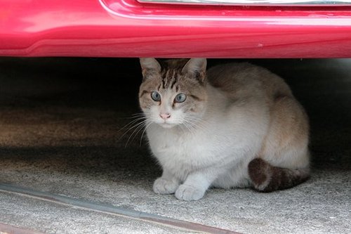 猫好き、動物好き、シロクマもヤモリも好き！
地球は全ての生き物の為にある。人間の手で破壊した環境は、人間の手で元の状態に戻すべきです。