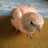 chigoine's profile image