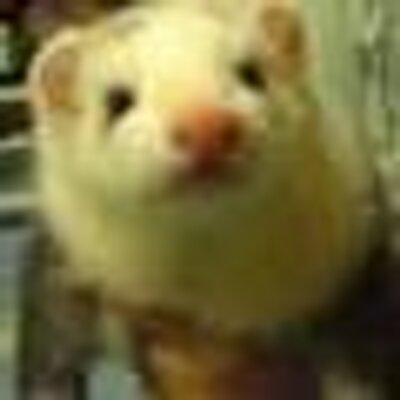 小動物専門ランキング Petranking7 Twitter