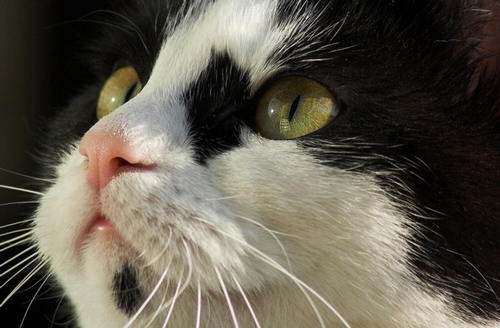 JoyceLuna15's profile picture. Katzen Forum - Bergkatzen.de