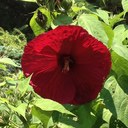 Daniel Moncada - @ElDucky18 - Twitter