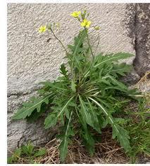 La rucola dispetti politici e culturali