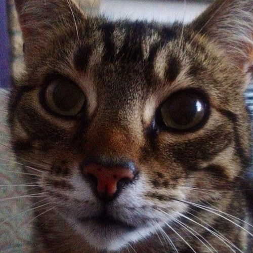 GizzyTron's profile picture. Cat with attitude. I like birds & treats. Avid Robbie Williams fan. So what of it.