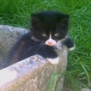 thomas ansell - @sarahjansellx - Twitter