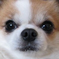 おでちゃんねる（YouTubeにてジオラマ製作おでちゃんねる開設） (@ode_chihuahua) 's Twitter Profile