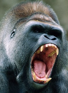 gorillaman_GORI's profile picture. 見た目はこんなですが、優しい繊細ゴリラウホ。