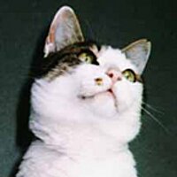nyaoon (@nyaoon) 's Twitter Profile