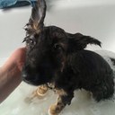 Candice Barton - @rulerofalbion - Twitter