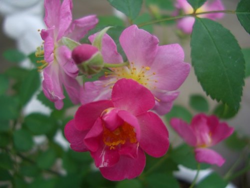 薔薇の花をこよなく愛しているミツバチです。真実の畑を模索中。 ほんとうのことが知りたい！リポストは日記代わり、いいねは資料。勝手に削除、悪しからず。