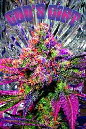 Enjoying life...it's too short and making the most of it , live,laugh and Love while you can ! #Democrat#Team420#AlternativeEnergy#WorldPeace