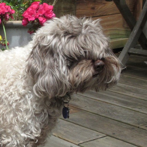 OreoTheCockapoo's profile picture. hello, my name is Oreo.  i am a dog.  life is good despite being blind and hard of hearing.  i make up for this with intelligence, optimism, and love.